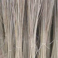 نهال صنوبر باکیفیت تحویل فوری