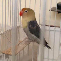 دوعددکوتوله برزیلی