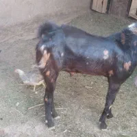 کهر نرکاموری|حیوانات مزرعه|ماهان, |دیوار