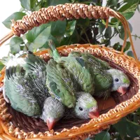 جوجه ملنگوسرلاکی