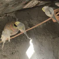 فروش یک جفت مرغ عشق