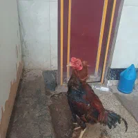 خروس لاری|حیوانات مزرعه|فاضل آباد, |دیوار