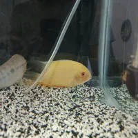 اکواریوم خم با لوازم و ماهی