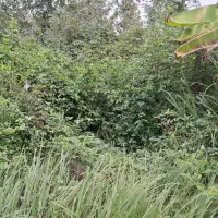 چمنزنی و علفزنی با دستگاه|خدمات باغبانی و درختکاری|لولمان, |دیوار