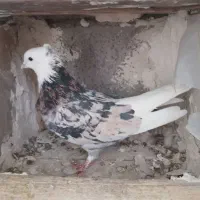 خریدار هما ماده