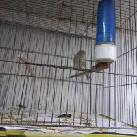 قناری و عروس|پرنده|تبریز, |دیوار