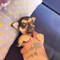 سگ آپارتمانی نژاد شی وا وا