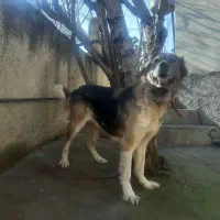 سگ سرابی ذات قدیم|سگ|بهشهر, |دیوار