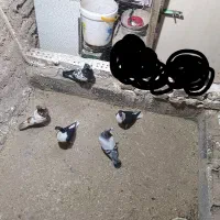 کبوتر|پرنده|بیرجند, |دیوار