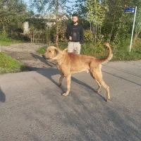 واگذاری سگ سرابی قد90|سگ|رشت, حومه رشت|دیوار