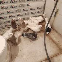 کبوتر|پرنده|سرپل ذهاب, |دیوار