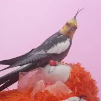 عروس هلندی گمشده