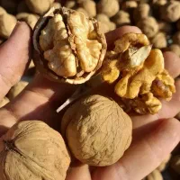 فروش انجیر و گردو از دالاهو کرمانشاه