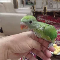 طوطی ملنگو
