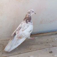 کبوتر تهرانی گرفتنی