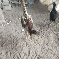 لاری ، محلی ،بوقلمون|حیوانات مزرعه|بناب, |دیوار