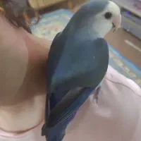 کوتوله برزیلی دستی رنگ آبی