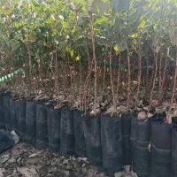 فروش نهال پسته|خدمات باغبانی و درختکاری|سروستان, |دیوار