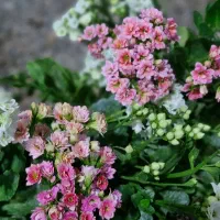 هرس کردن درختان کندن باغچه