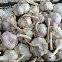 سیر قرمز بذری، دانه درشت خلخال