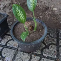 گل دیفین باغیا|گل و گیاه طبیعی|خوی, |دیوار