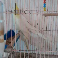 فروش تعدادی عروس هلندی