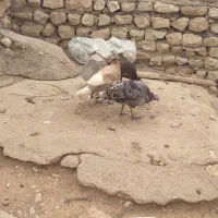 دوتا بوقلمون ماده قیمت توافقی