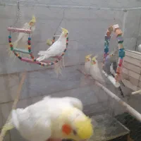 عروس هلندی|پرنده|قرچک, زیبا شهر|دیوار