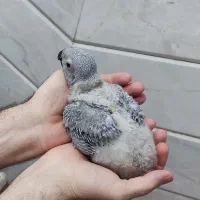جوجه کاسکو