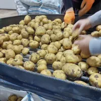 سیب زمینی|خوردنی و آشامیدنی|تهران, سردارجنگل|دیوار