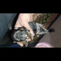 واگذاری توله اشپیتز|سگ|تهران, پارک شهر|دیوار