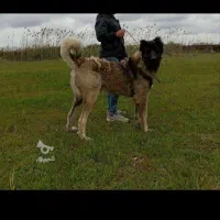 سگ سرابی ذات قدیم قد ۹۰|سگ|آشخانه, |دیوار