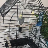 عروس هلندی جفت