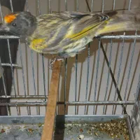 گلبسر سهره