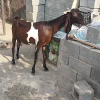 سلام یک راس بز آبستن پاکستانی فروشی|حیوانات مزرعه|بندرعباس, |دیوار