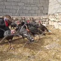 بوقلمون نر|حیوانات مزرعه|خوی, |دیوار