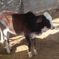 گوساله های تمیز و سالم برای پروار|حیوانات مزرعه|سیریک, |دیوار