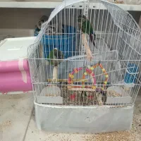 جفت گرینچیک|پرنده|بانه, |دیوار