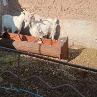 فروش دام|حیوانات مزرعه|باشتین, |دیوار