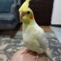 عروس هلندی سخنگو