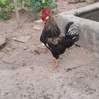 خروس و اردک