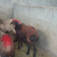 تعداد 35راس