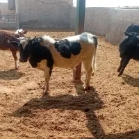 ۳راس گوساله پای پروار .۱راس هلشتاین ۲راس دورگه.