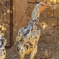 لاری|حیوانات مزرعه|نورآباد, |دیوار