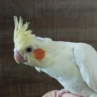 سالم