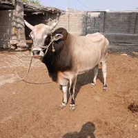 نرگاو کاری