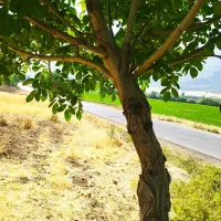 انجام انواع  پیوند تخصصی روی گردو وسایر میوه‌جات|خدمات باغبانی و درختکاری|خرم‌آباد, |دیوار