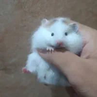 دوتا همستر دستی و بازیگوش خوشگل