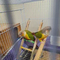 جفت گرینچیک مولد