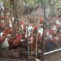 حیوان|حیوانات مزرعه|رستمآباد, |دیوار